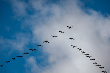 A flock of birds in a V-shape, soaring across a partly cloudy sky, symbolizing teamwork and seasonal migration.