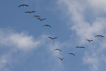 A flock of birds in a V-shape, soaring across a partly cloudy sky, symbolizing teamwork and seasonal migration.
