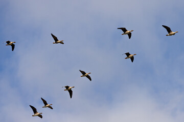 Obraz premium Seven geese in mid-flight scattered across a bright blue sky, captured in natural daylight.