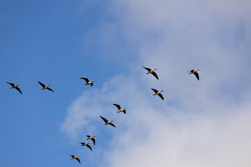 Seven geese in mid-flight scattered across a bright blue sky, captured in natural daylight.