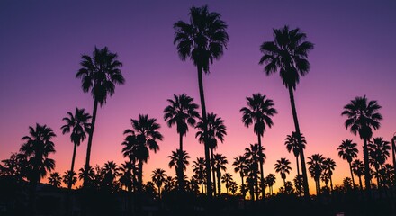 Obraz premium Stunning Silhouetted Palm Trees in Scenic View