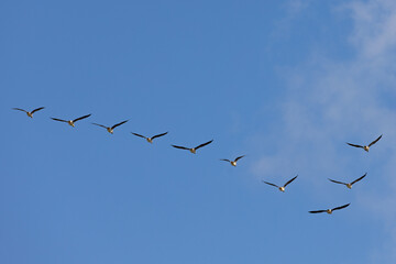 Seven geese in mid-flight scattered across a bright blue sky, captured in natural daylight.