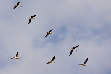 Seven geese in mid-flight scattered across a bright blue sky, captured in natural daylight.