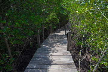 Fototapeta premium Wooden walkway in mangrove forest at Rayong, Thailand