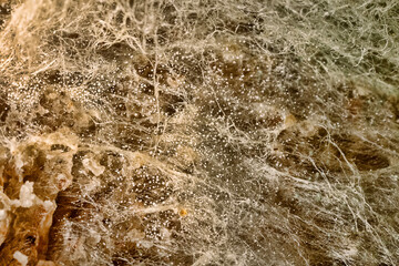 Penicillin and aspergillum mold on bread. Colonies of species of mold fungi, young (white), yellow Aspergillus flavus, green - Penicillum. Aspergillus niger ripe black round sporangia. Ultramacro