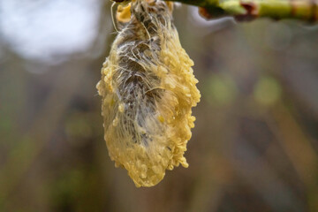A warm, fine spring rain. Raindrops on the opened buds. The young flowers of the ash tree were...