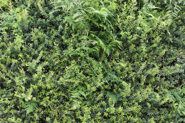 Natural background, nature close-up. Hot summer in Israel.