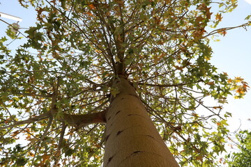 Fototapeta premium Natural background, nature close-up. Hot summer in Israel.