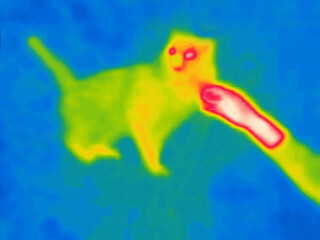 A playing cat.Image from thermal imager device.