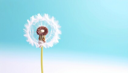 Dandelion Dream Fluffy Seeds Against a Serene Blue Sky