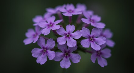 Fototapeta premium Blooming Purple Flower Cluster Close Up Dark Background