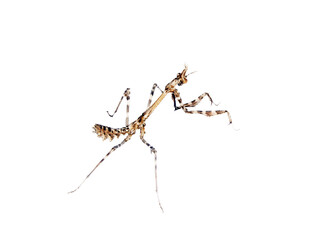 Gray nymph of Praying mantis Empusa fasciata show raptorial forelegs pose of threat, intent of attack, Perfect camouflage coloring, mimicry branches and flowers, wait bee. Ambush predator. On white