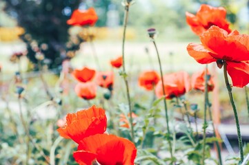A close-up shot of bright red poppies blooming in a soft, green summer field setting.