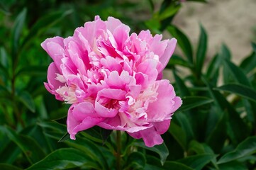A stunning close-up photograph showcases a fully bloomed pink peony in its prime.