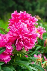 Fototapeta premium Radiant pink peonies display their delicate petals in a sunlit garden, creating a natural display.