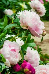Beautiful light pink peonies blooming in a lush green garden, showcasing floral beauty.