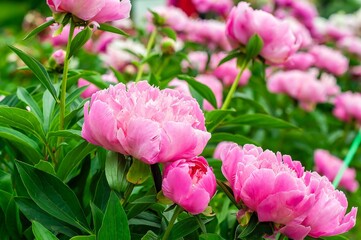 A close-up shot captures the beauty of several pink peonies in full bloom, amidst lush green leaves.