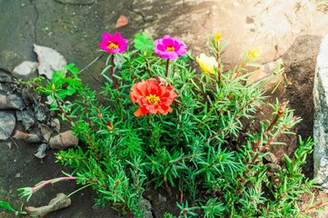 A stunning view of colorful moss roses in full bloom, showcasing bright and natural beauty.