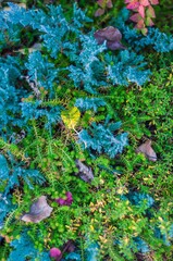 A colorful and intricate close-up of mixed foliage, displaying vibrant hues and textures.