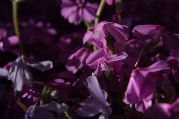 Phlox subulata shining in the dark