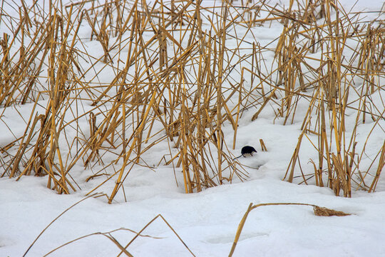 The Eurasian water shrew (Neomys fodiens) appeared in a thicket of reeds on a snowy river in the afternoon. Rare mammalian behavior