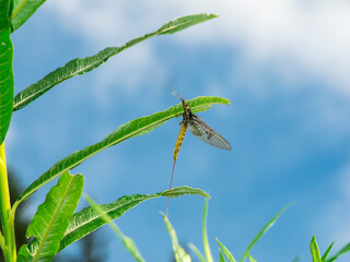 Mayfly sitting under a leaf