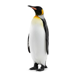 Fototapeta premium King Penguin Standing White Background Wildlife Photography
