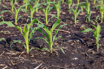 Raindrops on corn leaves after summer rain. Farming, weather, and crop growing season concept.
