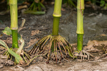 Cornstalk brace root of corn plant in cornfield. Agriscience, agronomy, GMO and agriculture concept