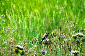 European goldfinch (Carduelis carduelis) feed on young thistle seeds. Crimea