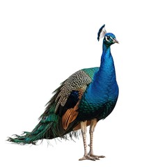 Obraz premium Indian Peacock Bird Standing Isolated on White Background