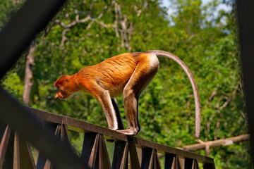 East Malaysia. island of Borneo. The name of the monkey langur (monkey family) comes from a word that in Hindi means Long Tail.