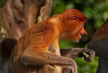 Fototapeta premium East Malaysia. island of Borneo. The name of the monkey langur (monkey family) comes from a word that in Hindi means Long Tail.