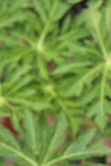 Abstract background of green cassava leaves in blur with visible leaf structure