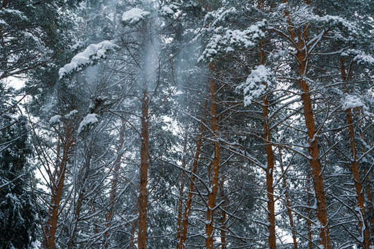 Snow falling from pine trees in winter forest - Powered by Adobe