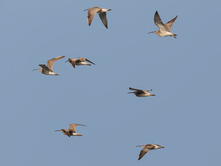 Flock of curlew in flight