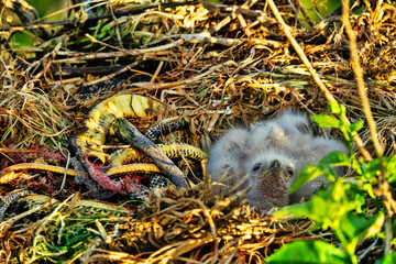 Long-legged buzzard (Buteo rufinus) nestlings are 5 days old, elder's eyes are open. Parents...