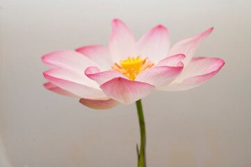 stamen of lotus flower isolated, stunning close-up showcases a vibrant pink lotus flower with a bright yellow center. The delicate petals and intricate details create a serene.
