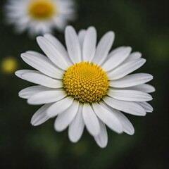 Daisy flower