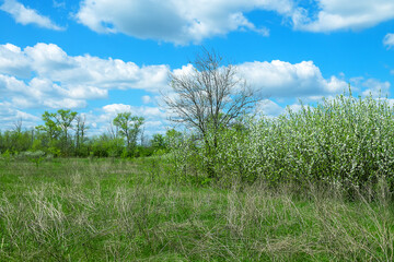 Steppe wild frutescent cherry (Prunus chamaecerasus, Cerasus fruticosa). Plot of forest-steppe, blooming wild fruit trees. Type of biocenosis close to natural, primal steppe. Rostov region, Russia
