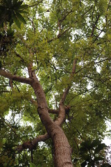 Canopy with Intertwined Tree Branches and Dense Green Foliage against Bright Sky