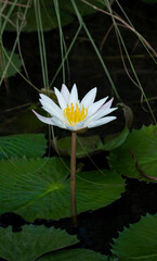 closeup beautiful water Lotus plant in pond, Pink lotus flower inside the lotus pond, beauty soft petal blooming fresh pink lotus soft petals flower circle green leaves background.