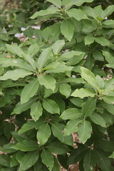 Closeup Green Sandalwood Leaves Texture Details, Branches and Buds Natural Background