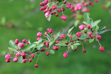 White and pink blossom on an apple tree in spring