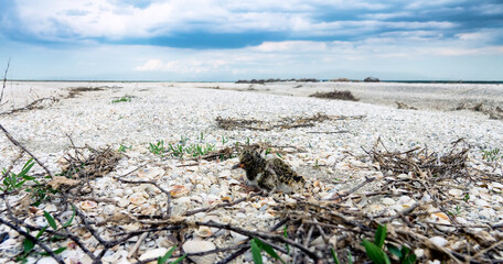 The European oyster catcher (Haematopus ostralegus) nest is on a flat shell (cardium most) spit in...