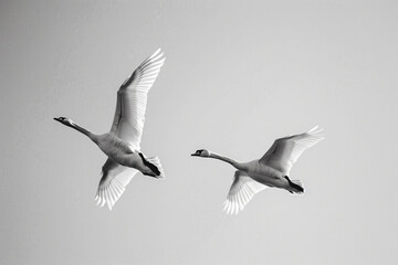 Obraz premium two birds flying in the sky with their wings spread