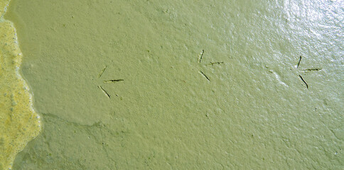 The edge of a salt marsh with the footprints of ruff (Philomachus pugnax) on ooze. Foamy clay mud