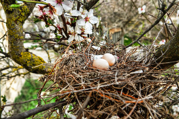 The collared turtle dove (Streptopelia decaocto) nest with two porcelain white eggs on a flowering bitter almond tree (Amygdalus communis). Crimea