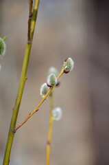 Blooming willow © Светлана Калинина