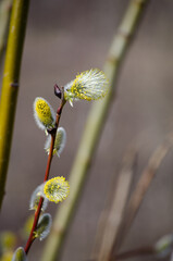 Blooming willow © Светлана Калинина